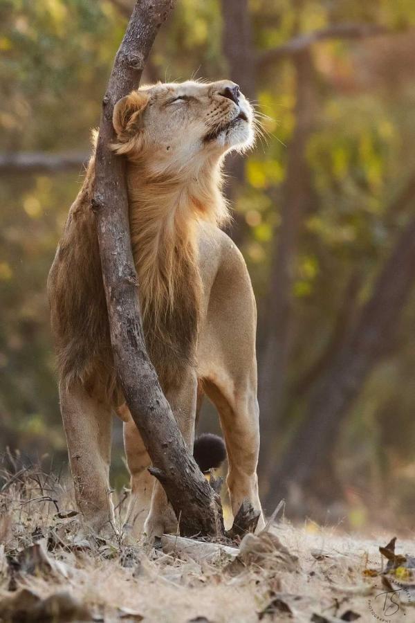 The Postcard Gir Wildlife Sanctuary Hotel Sasan Gir Exterior photo